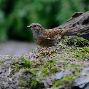 Dunnock
