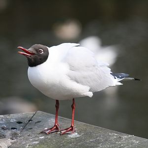 Black-headed gull