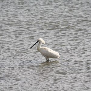 Eurasian spoonbill