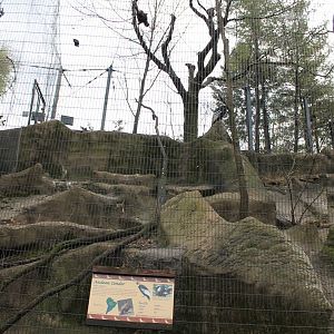 Wildlife Canyon/Eagle Eyrie- Andean Condor Exhibit