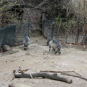 Wildlife Canyon- Visayan Warty Pig Exhibit