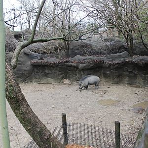 Wildlife Canyon- Visayan Warty Pig Exhibit