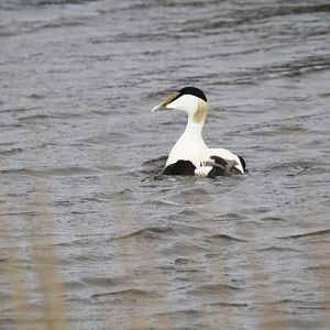 Common eider
