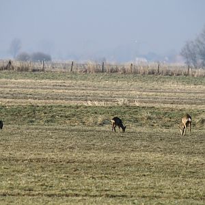 European roe deer
