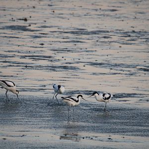 Pied avocet