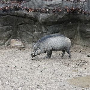 Wildlife Canyon- Visayan Warty Pig Exhibit