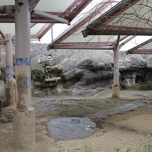 Wildlife Canyon- Sumatran Rhino Exhibit