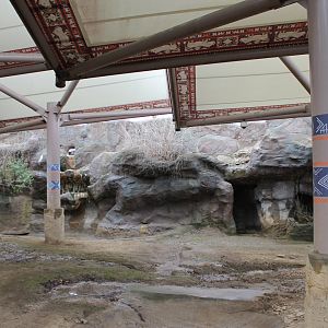 Wildlife Canyon- Sumatran Rhino Exhibit