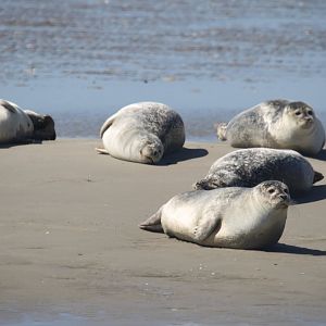 Harbour seals