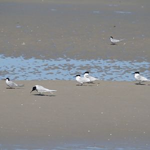 Sandwich terns & Common terns