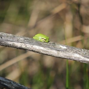 European tree frog