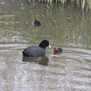 Eurasian coot