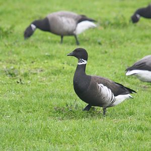 Black Brant goose & Brant goose