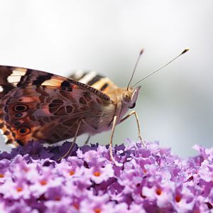 Vanessa cardui