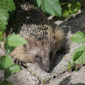 European hedgehog