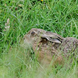 European hare
