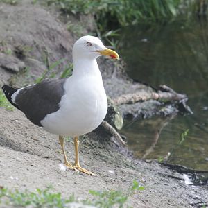 European herring gull