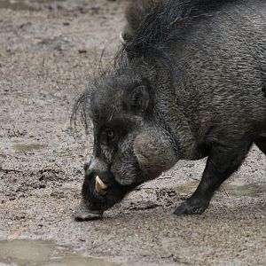 Visayan Warty Pig