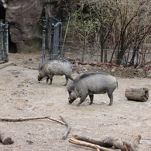 Wildlife Canyon- Visayan Warty Pig Exhibit