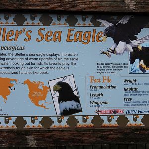 Wildlife Canyon/Eagle Eyrie-  Steller's Sea Eagle Exhibit