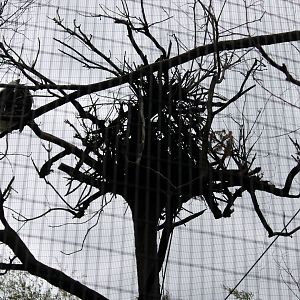 Wildlife Canyon/Eagle Eyrie- Steller's Sea Eagle Exhibit
