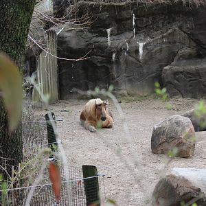 Wildlife Canyon- Sichuan Takin Exhibit