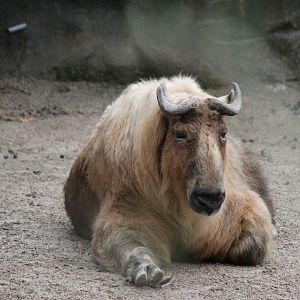 Wildlife Canyon-  Sichuan Takin Exhibit
