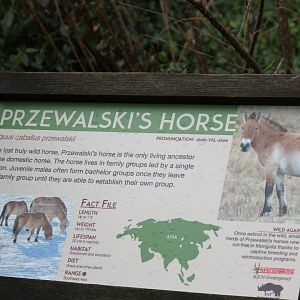 Wildlife Canyon-  Przewalski's Horse Exhibit