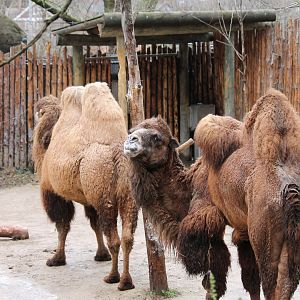 Wildlife Canyon- Bactrian Camel Exhibit
