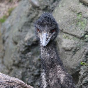 Emu