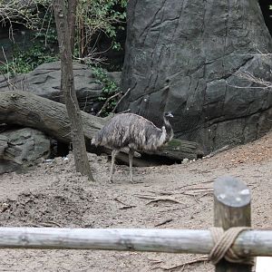 Wildlife Canyon- Emu Exhibit