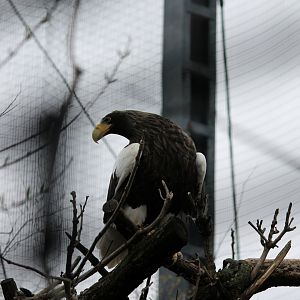Steller's Sea Eagle