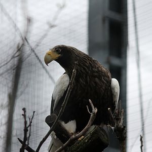 Steller's Sea Eagle