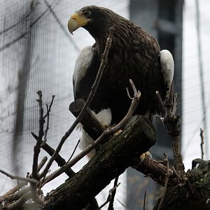 Steller's Sea Eagle
