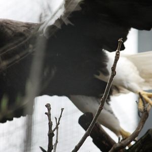 Steller's Sea Eagle
