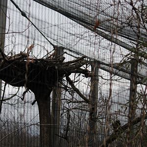 Eagle Eyrie- Steller's Sea Eagle Nest