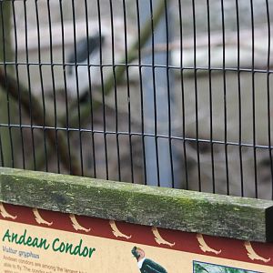 Eagle Eyrie- Andean Condor Exhibit