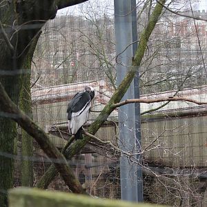 Eagle Eyrie- Andean Condor Exhibit