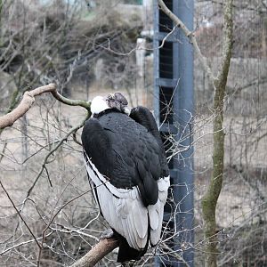 Eagle Eyrie- Andean Condor Exhibit