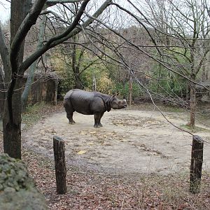 African Veldt- Indian Rhino Exhibit