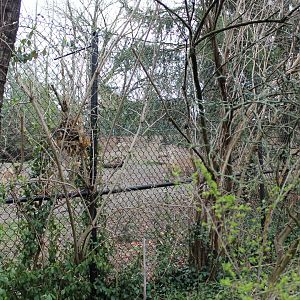 African Veldt/Wolf Woods- Mexican Gray Wolf Exhibit