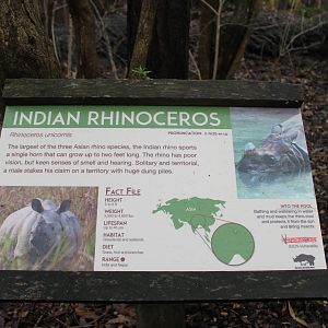African Veldt- Indian Rhino Exhibit
