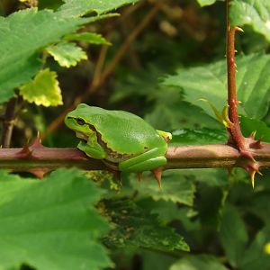 European Tree Frog (Hyla arborea)
