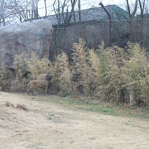 Africa- Lion Exhibit