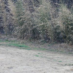 Africa- Lion Exhibit