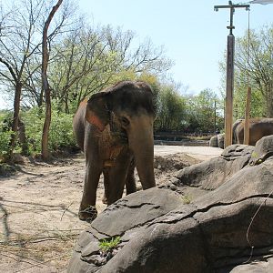 Schottzie and Mai-Thai