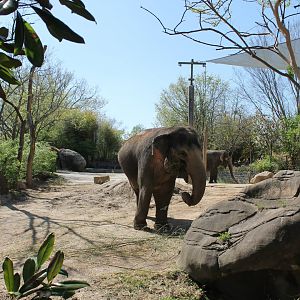 Schottzie and Mai-Thai