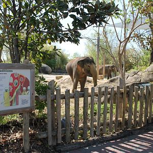 Vanishing Giants/Elephant Reserve- Asian Elephant Exhibit Viewing