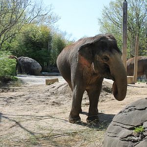 Schottzie and Mai-Thai