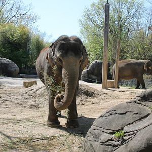 Schottzie and Mai-Thai